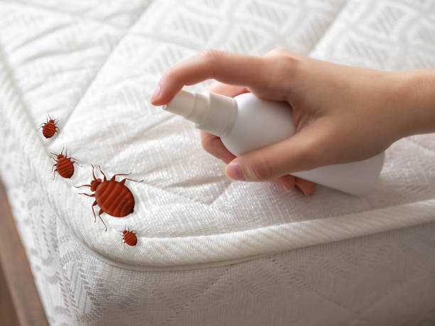 Best Spider Control Near Me  in Yorkville, WI