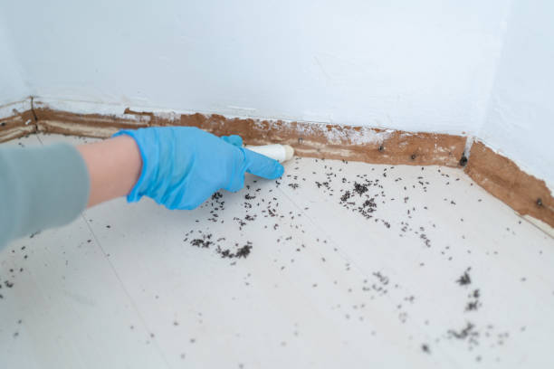Best Wasp Removal Services  in Yorkville, WI